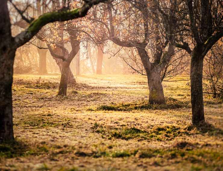 brown trees and green grass photo taken